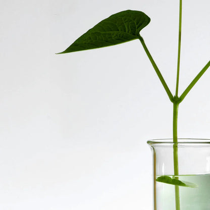 Disque imbibé de lotion tonique Anua - Soin coréen Karenation 